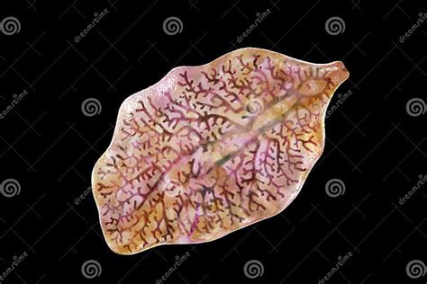 Fasciola Hepatica: A Worm That Loves Your Liver Like a Home!