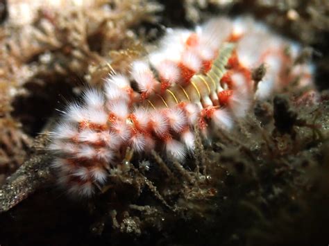  Fireworm – A Magnificent Marine Creature With Striking Colors and an Unexpected Defense Mechanism!