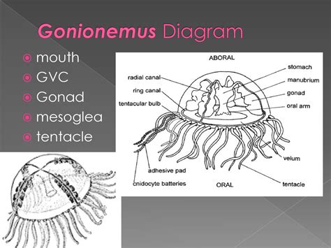 Gonionemus! A Tentacled Predator Lurking in Shallow Coastal Waters!