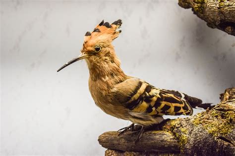  Hummingbird! Piękny Zwierzak z Krótkim Dzióbem, Który Unika Uderzeń Dzioba