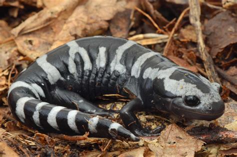  Marbled Salamander! An Aquatic Daredevil Hiding In Plain Sight Amongst The Forest Floor