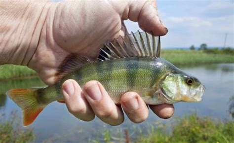 Okonie! Ryby o wdzięcznych łuskach i niesamowitej umiejętności kamuflażu podwodnego