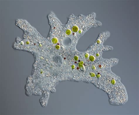  Vexillifer! This Single-Celled Amoeba Moves Like It Has A Built-In Flag And Feeds On Bacteria With A Delicious Appetite