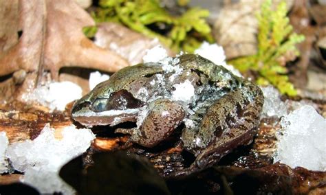  Wood Frog: This Tiny Amphibian Can Freeze Solid!