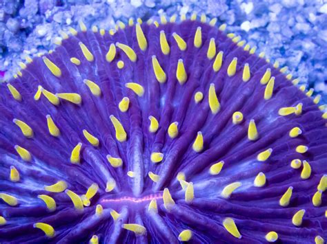  Yellow Fungia - A Breathtaking Polyp Colony That Glows Under Moonlight!