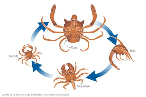  Yummy Y-Shaped Shell: Discover the Fascinating Lifecycle of a Yellow Crab