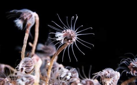  Zygophyllum!  This Colonial Hydrozoan Boasts Both Delicate Tentacles and Ruthless Predatory Instincts